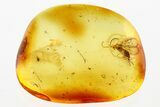 Detailed Fossil Gall Midge (Cynipoidea) In Baltic Amber #343281-1